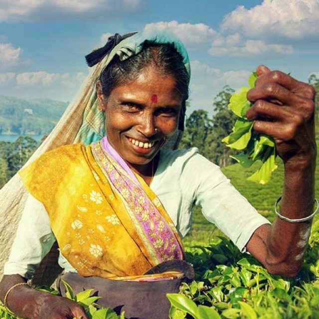 indigenous-sri-lankan-tea-picker-harvesting-concep-pykerc3_l6wn6 copy